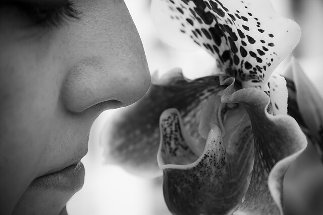 Universul mirosurilor