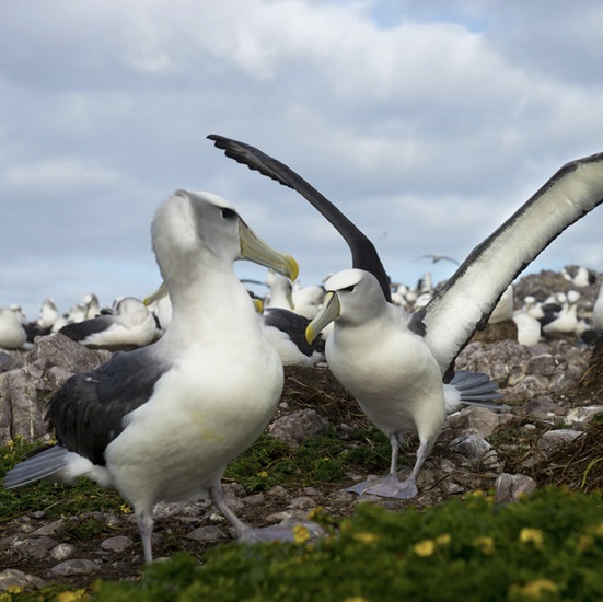 Pastișe mai puțin vesele și mai ales triste