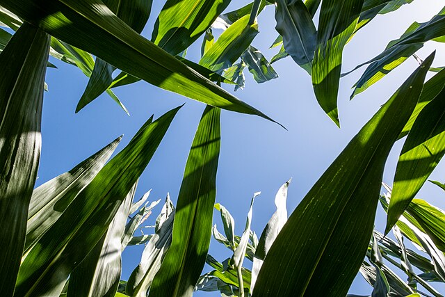 A doua șansă mi-a reconfigurat viața