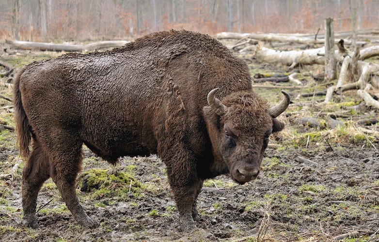 Zimbrul – cultura și Natura refugiate una în alta